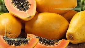 درآمدی میلیاردی با کاشت پاپایا