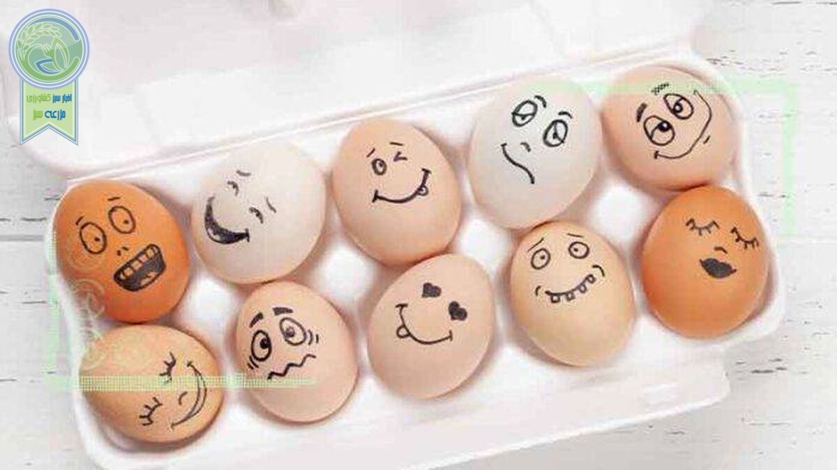 تخم مرغ را بالاتر از این قیمت نخرید