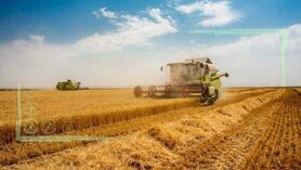 افزایش تولید محصول دیم با وجود خشکسالی