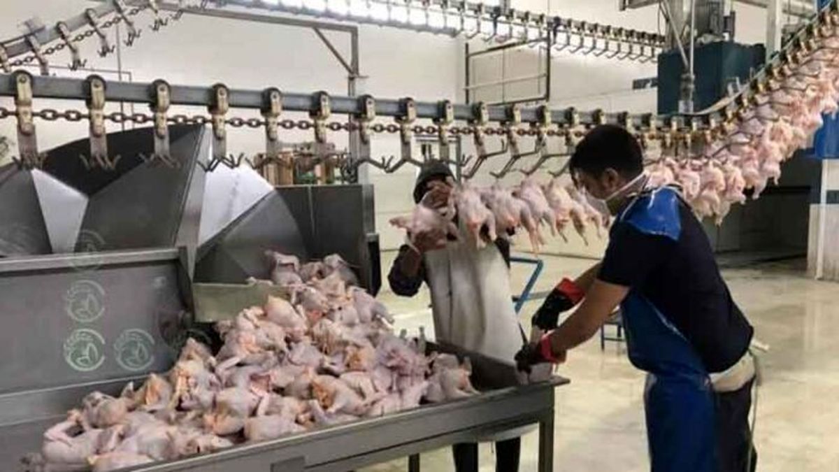 روزانه هزار تن مرغ گرم در تهران عرضه می‌شود