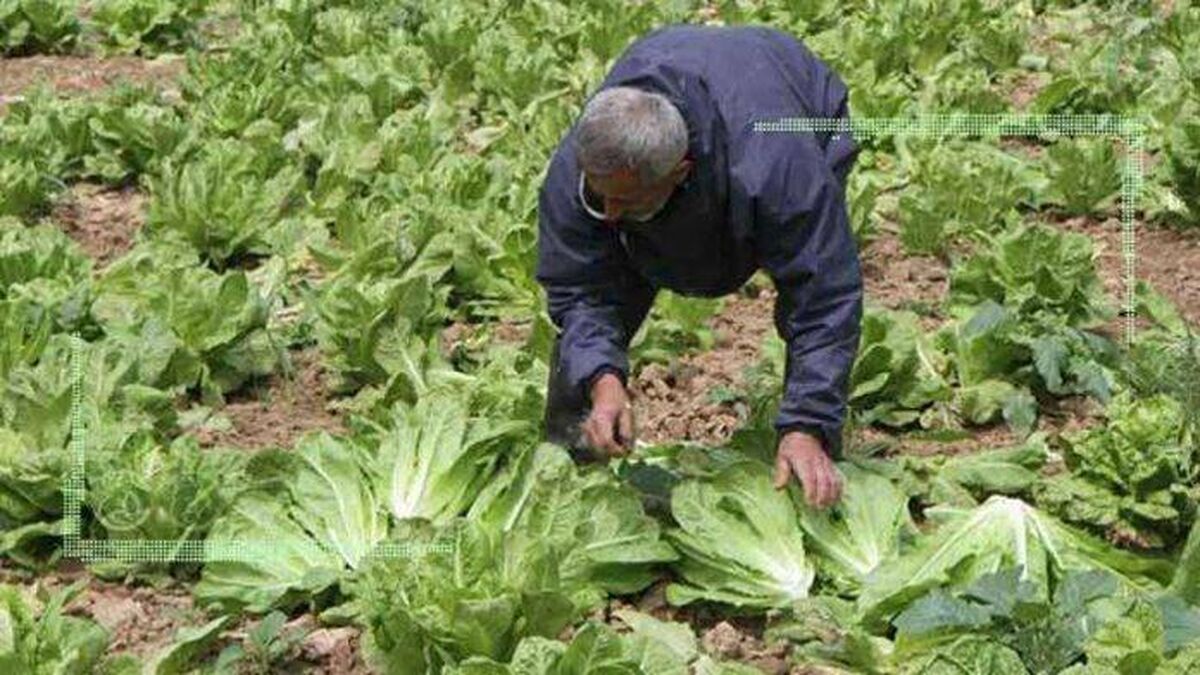 مسئولان مقصر اصلی شرایط بد کشاورزان