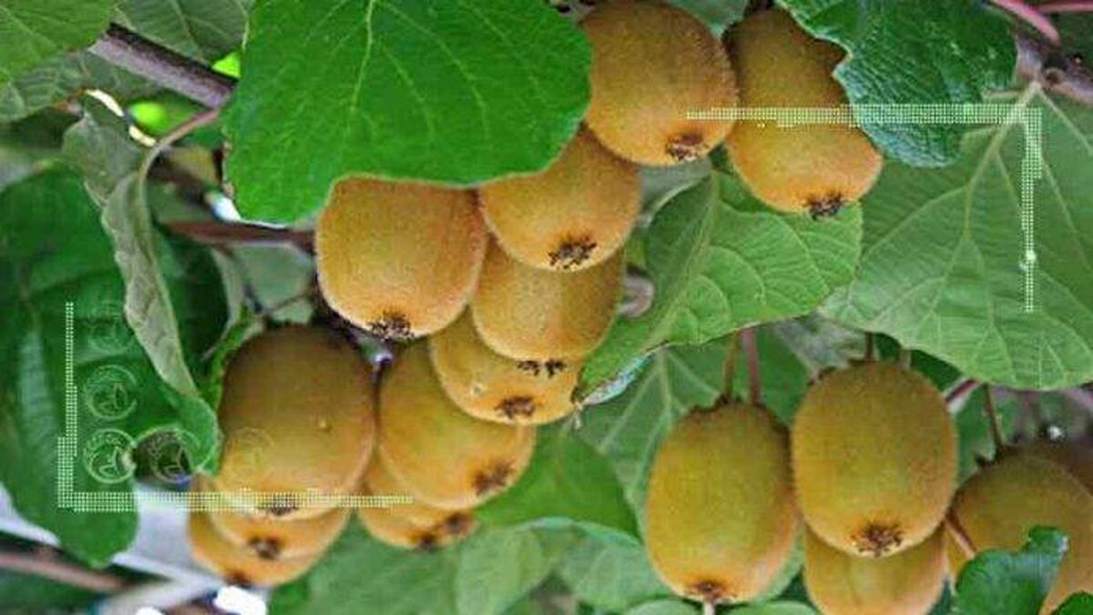 طعم شیرین کیوی شمال زیر دندان خارجی‌ها