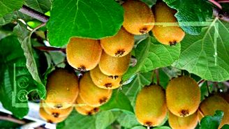 طعم شیرین کیوی شمال زیر دندان خارجی‌ها