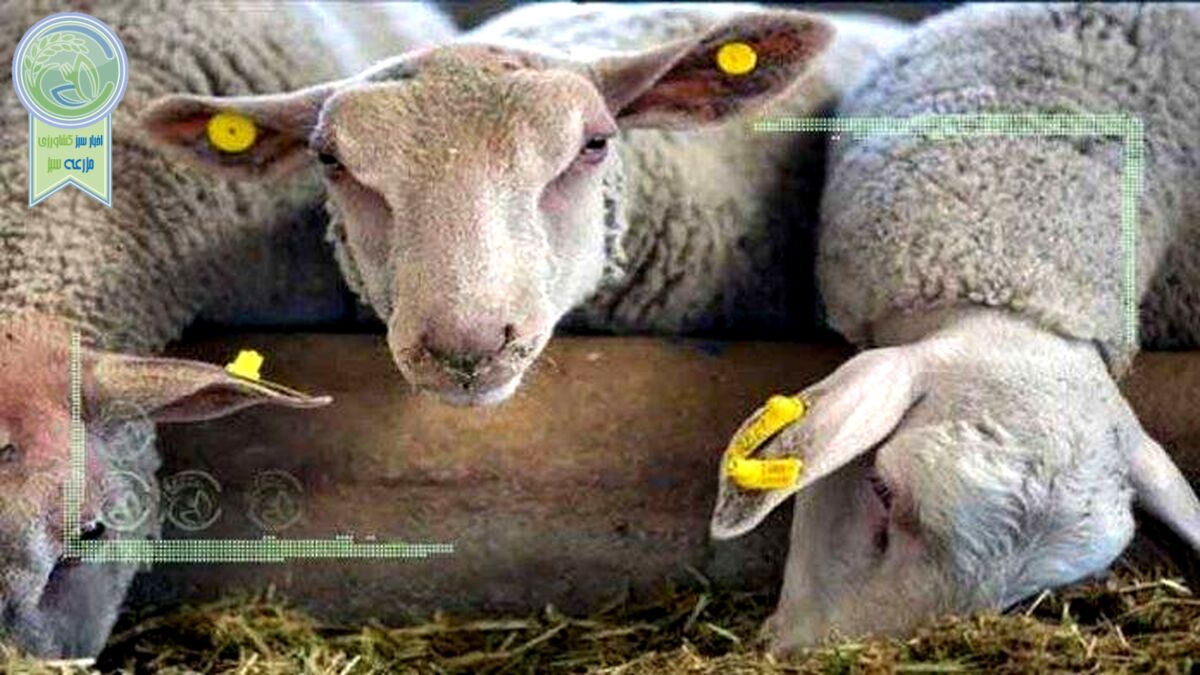 کشتار دام آن روی سکه کمبود نهاده‌‌‌ها