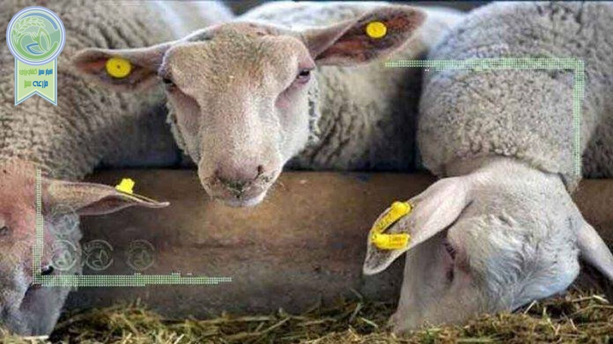 کشتار دام آن روی سکه کمبود نهاده‌‌‌ها