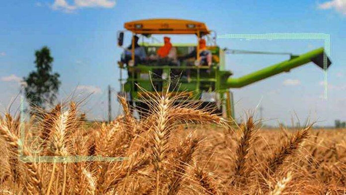 افزایش ۵۸ درصدی خرید گندم پس از واقعی‌سازی قیمت