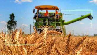 افزایش ۵۸ درصدی خرید گندم پس از واقعی‌سازی قیمت