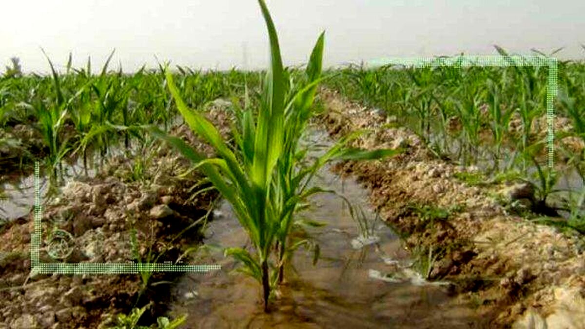  افزایش سلیقه‌ای هزینه آب‌بهای کشاورزی