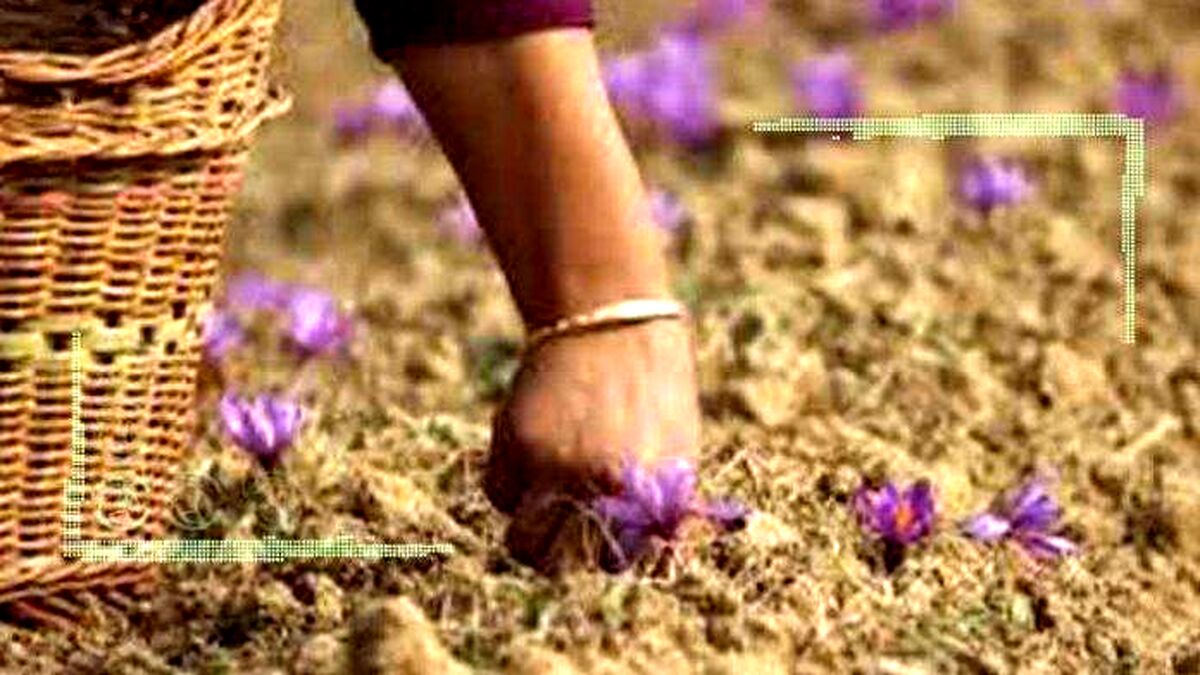 سیر نزولی تولید زعفران در پایتخت طلای سرخ ایران