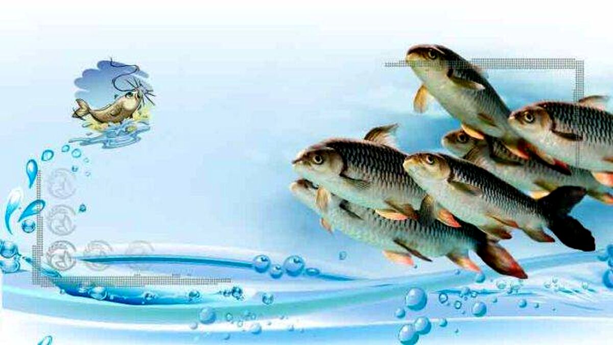 تولید خوراک آبزیان پرورشی تداوم فعالیت به شرط صادرات