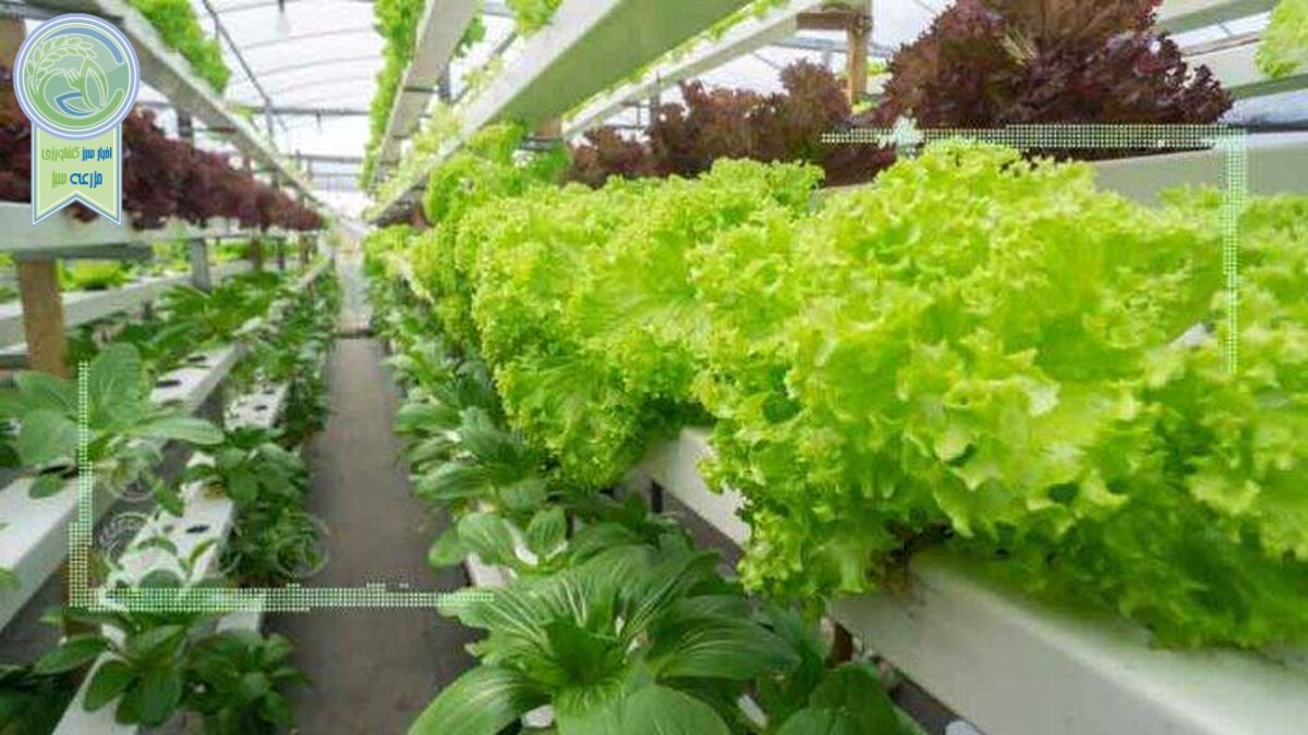 کشاورزی عمودی راه حلی پایدار برای امنیت غذایی