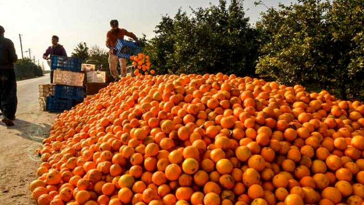 گرما درمانی راهکار کاهش ضایعات مرکبات