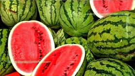 افزایش ۳۰ درصدی قیمت هندوانه نسبت به سال گذشته