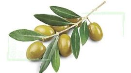 لزوم تغییر نگاه از خام‌فروشی به فرآوری در تولید زیتون