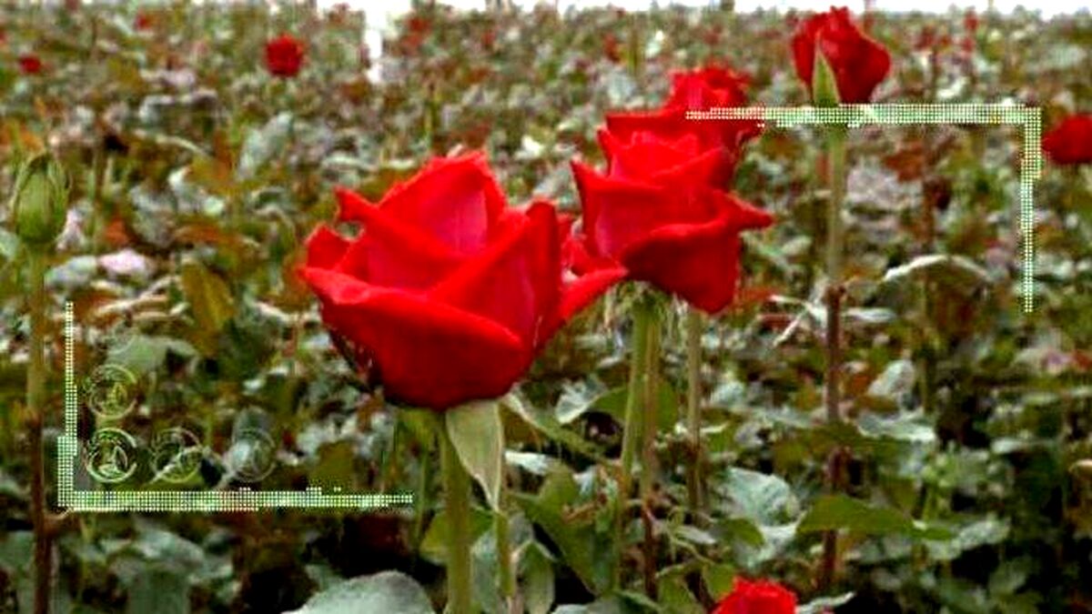 بازار گل و گیاهان زینتی در اختیار دلالان