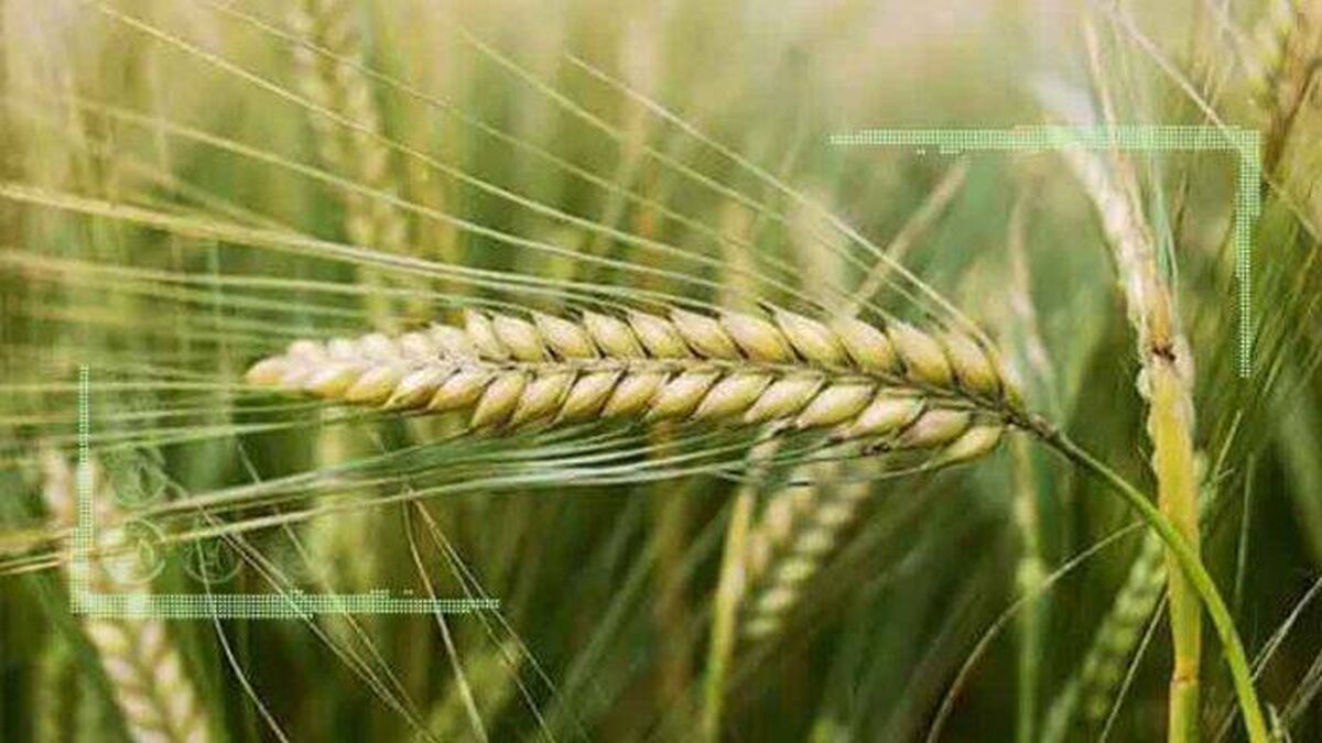 خشکسالی و افزایش هزینه‌ تولید، کشت جو را کم کرد