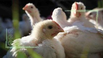 هزینه ۴۳ هزار تومانی تولید مرغ