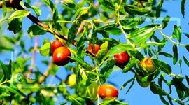 قطب عناب کشور بی‌نصیب از صنایع تبدیلی