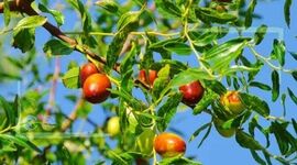 قطب عناب کشور بی‌نصیب از صنایع تبدیلی
