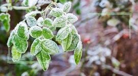 دامداران، مرغداران و زنبورداران بخوانند