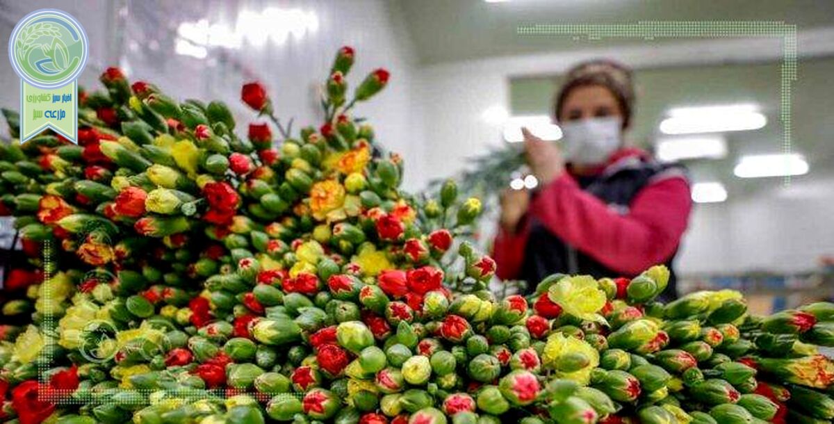 افزایش تقاضا و سرمازدگی  دلیل افزایش قیمت گل