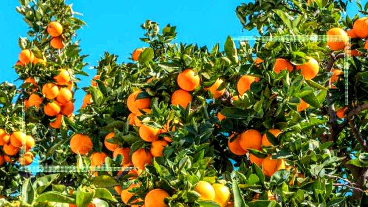 صادرات مرکبات ایران به چین هنوز عملیاتی نشده است