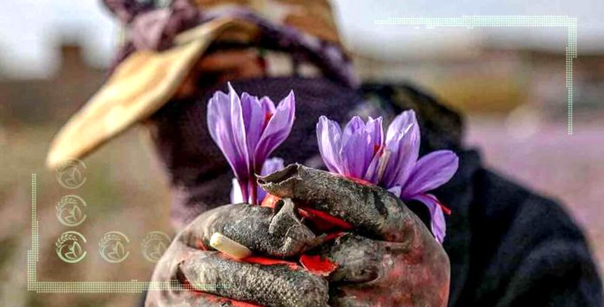 رشد ۴۴ درصدی ارزش دلاری صادرات زعفران
