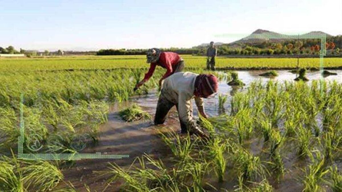 خودکفایی برنج محقق می شود؟