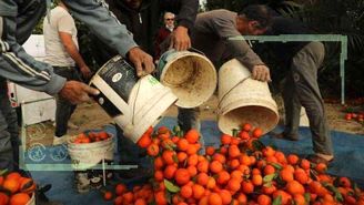 بدعهدی جهاد کشاورزی در خرید میوه شب عید