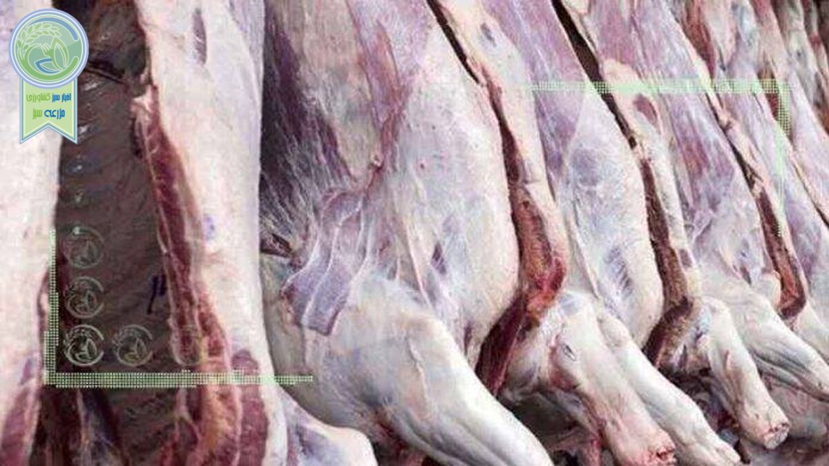 قیمت منطقی هر کیلو لاشه گوسفندی ۳۴۰ هزار تومان است