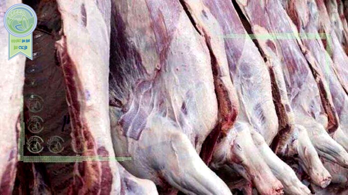 قیمت منطقی هر کیلو لاشه گوسفندی ۳۴۰ هزار تومان است