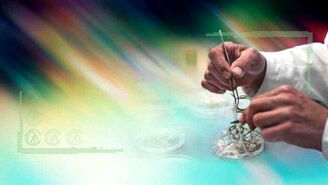 گندم هیبرید به جای تراریخته