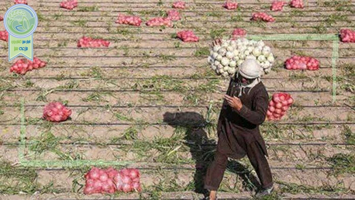 قیمت پیاز به ۱۵ هزار تومان کاهش یافت