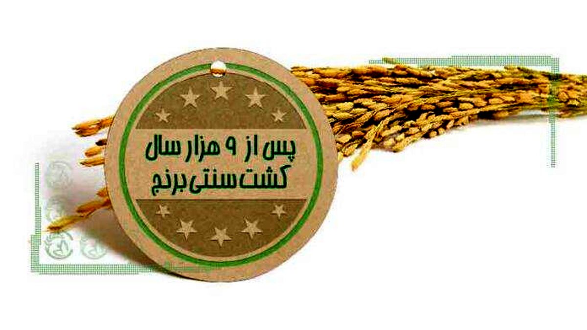 پس از ۹ هزار سال کشت سنتی برنج+اینفوگرافی