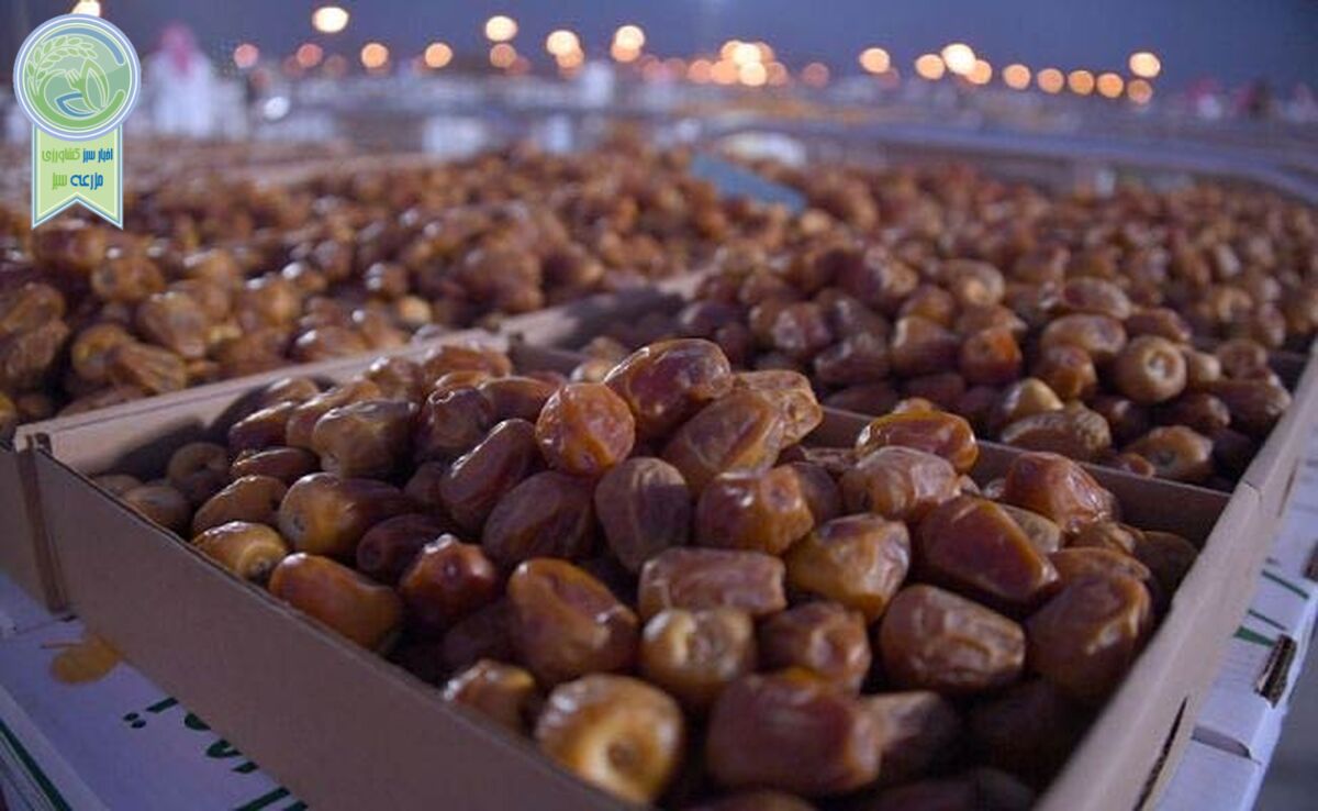 صادرات خرما به ۴۰۰ میلیون دلار رسید

