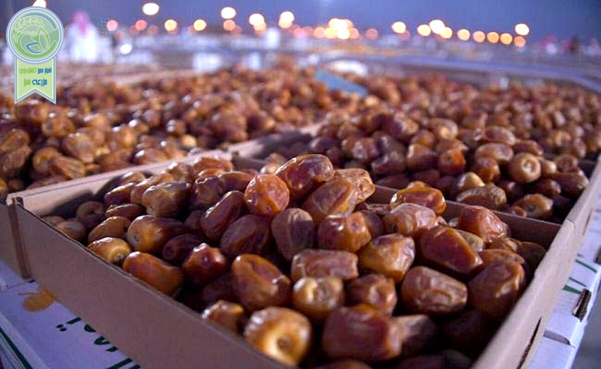 صادرات خرما به ۴۰۰ میلیون دلار رسید

