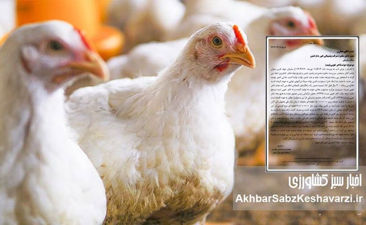 چالش دسترسی مرغداران به نهاده‌های دامی: وقتی دولت تاجر خوبی نیست+ نامه