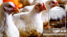 چالش دسترسی مرغداران به نهاده‌های دامی: وقتی دولت تاجر خوبی نیست+ نامه