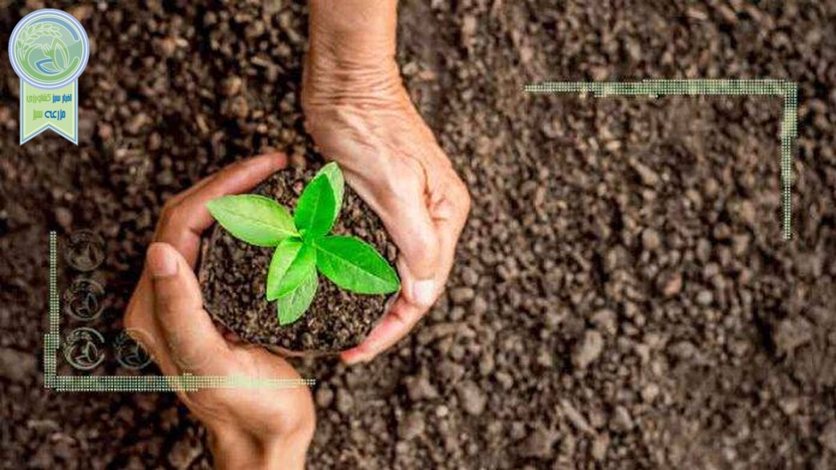 آمادگی صندوق بیمه کشاورزی برای حمایت از اجرای الگوی کشت