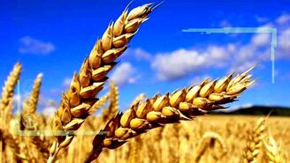 گندمکاران همچنان در انتظار اعلام قیمت خرید تضمینی