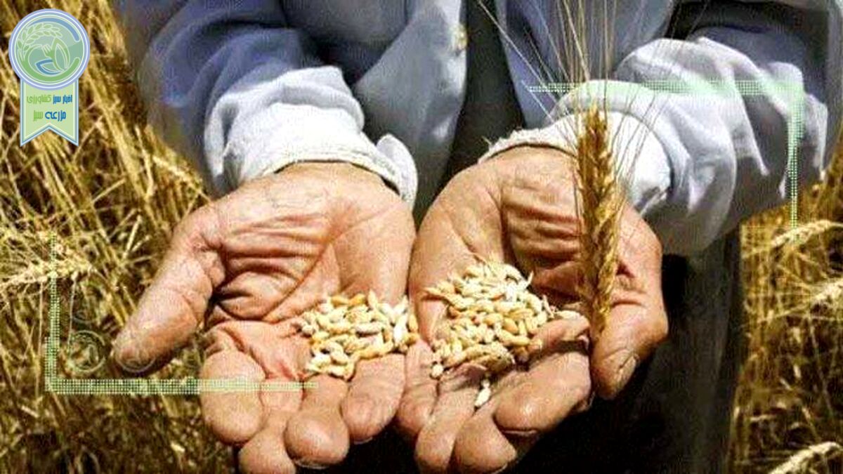 بلاتکلیفی قیمت گندم