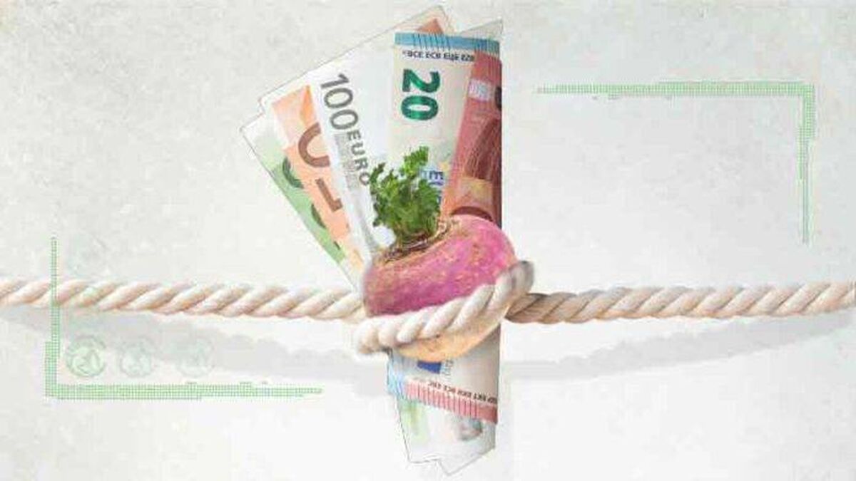 تخصیص ارز برای واردات بذر شلغم