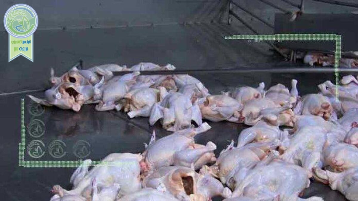چرا مرغ گرم کم است؟