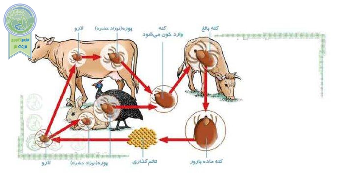 انگل‌های خارجی دام‌ها و مبارزه با آنها