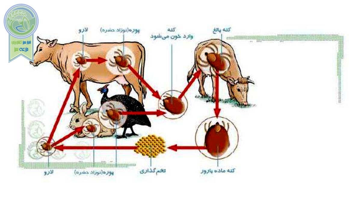 انگل‌های خارجی دام‌ها و مبارزه با آنها