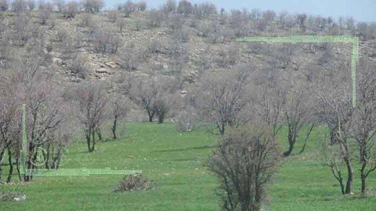 جنگل‌های زاگرس تُنک‌تر شده‌اند