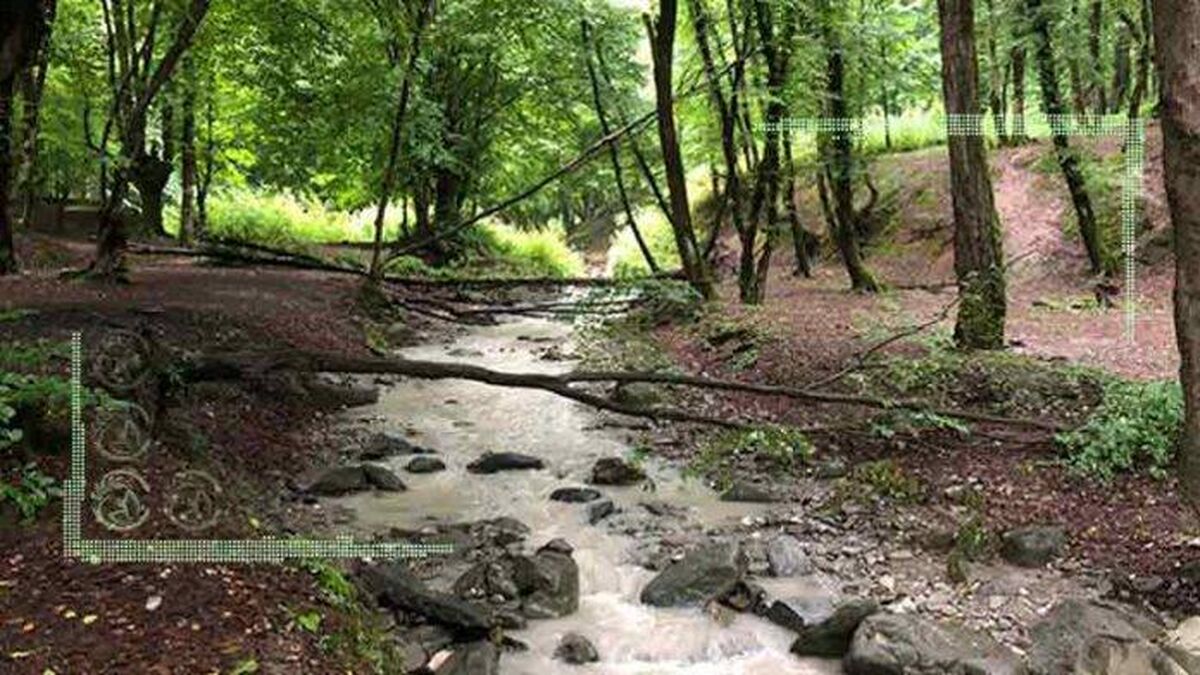 منابع آب در شمال مدیون جنگل‌های هیرکانی