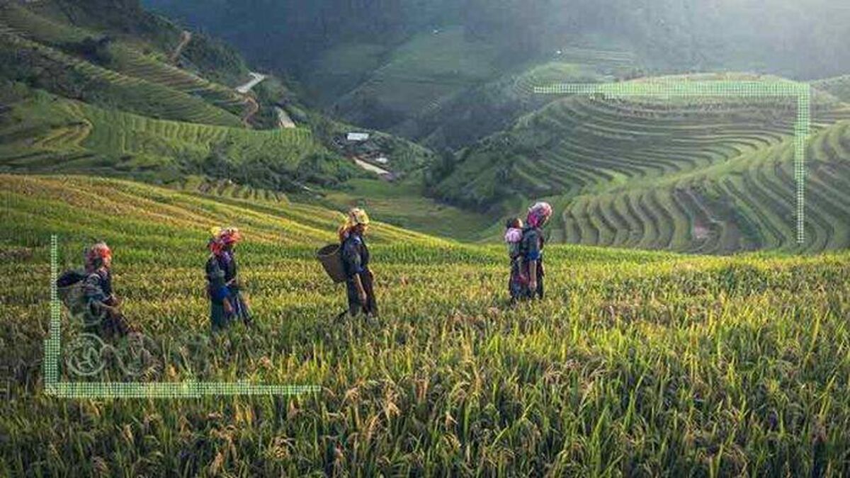 تحلیل روند تغییرات در تجارت جهانی کشاورزی