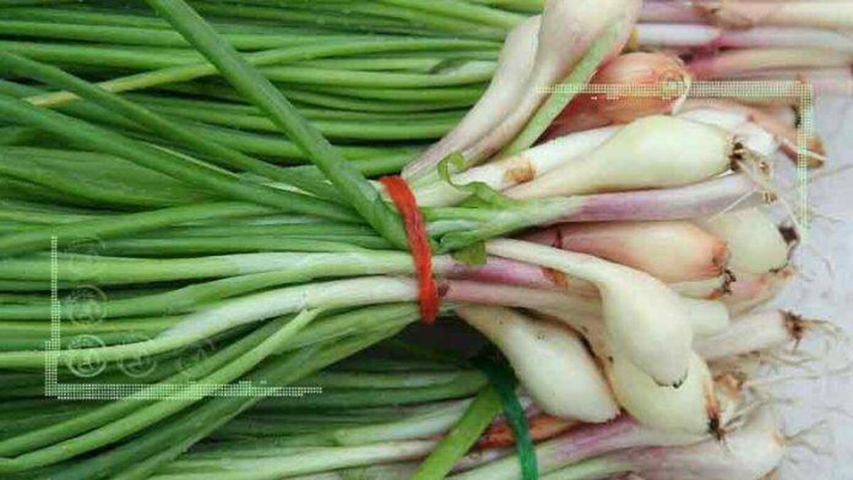 گیاه موسیر و مراحل پرورش آن