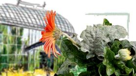 کنترل بیولوژیکی بیماری‌های گلخانه‌ای